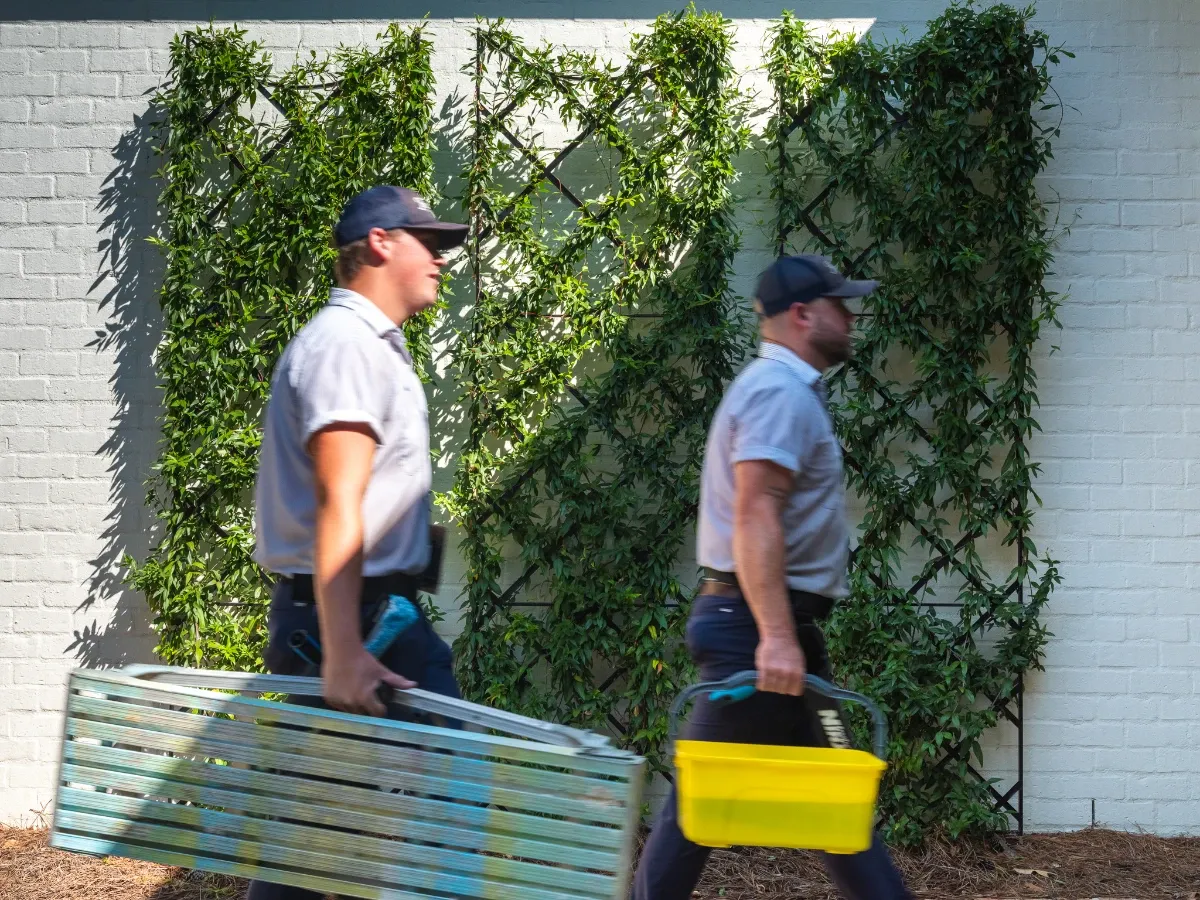 Two pressure washing technicians from The Guys Exterior Cleaning carrying a step ladder and cleaning bucket past a white brick wall with green ivy trellis